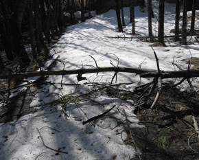 der verschneite weg zum cippo